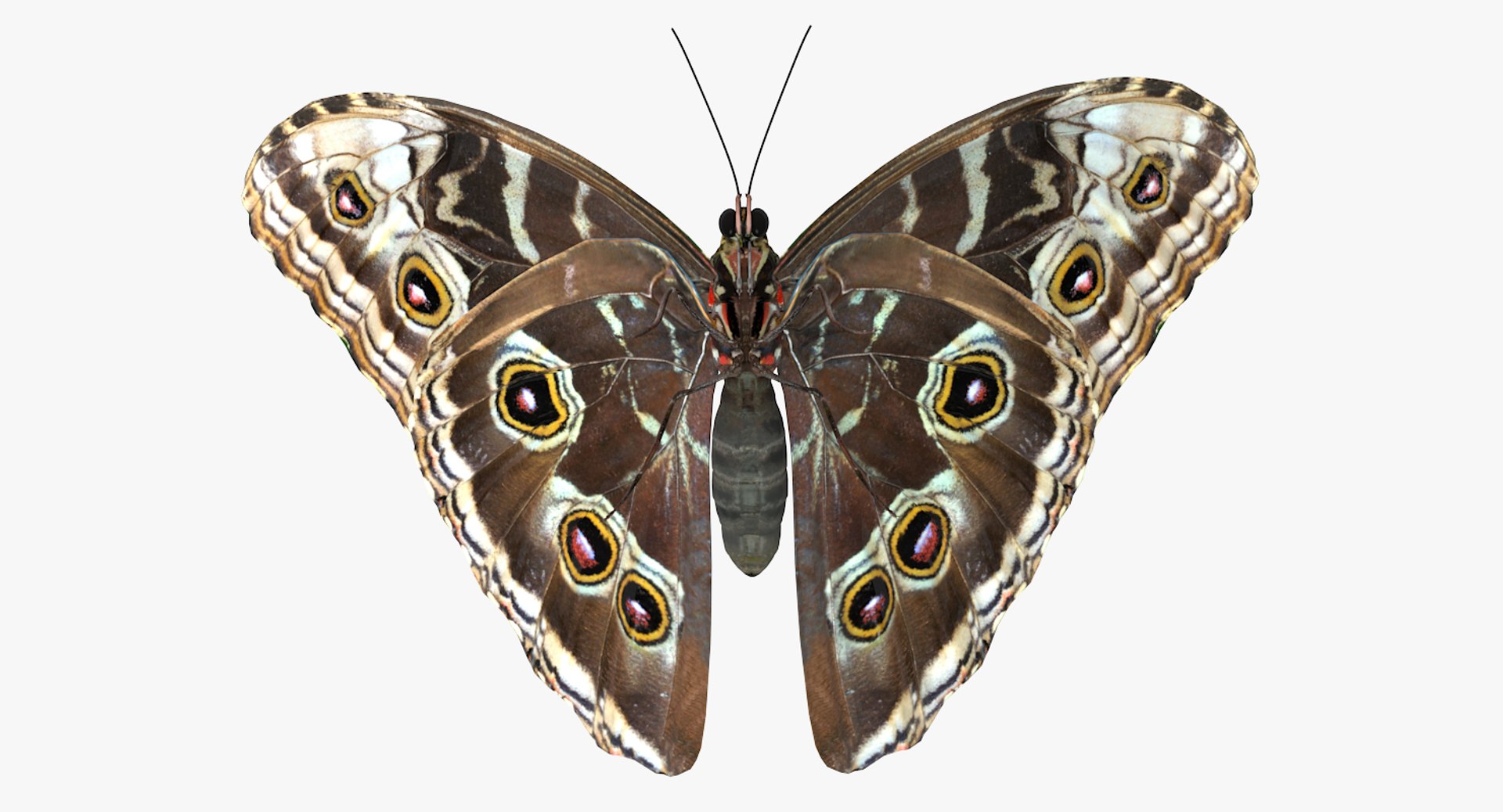 morpho peleides butterfly rigged 3D model https://p.turbosquid.com/ts-thumb/e7/dXtQkl/9NlAr59r/morphopeleidesbutterflyriggedmayamb3dmodel08/jpg/1498194177/1920x1080/fit_q87/d91183be58902d9fb5b66c6b7e76e8923cf1fd3b/morphopeleidesbutterflyriggedmayamb3dmodel08.jpg