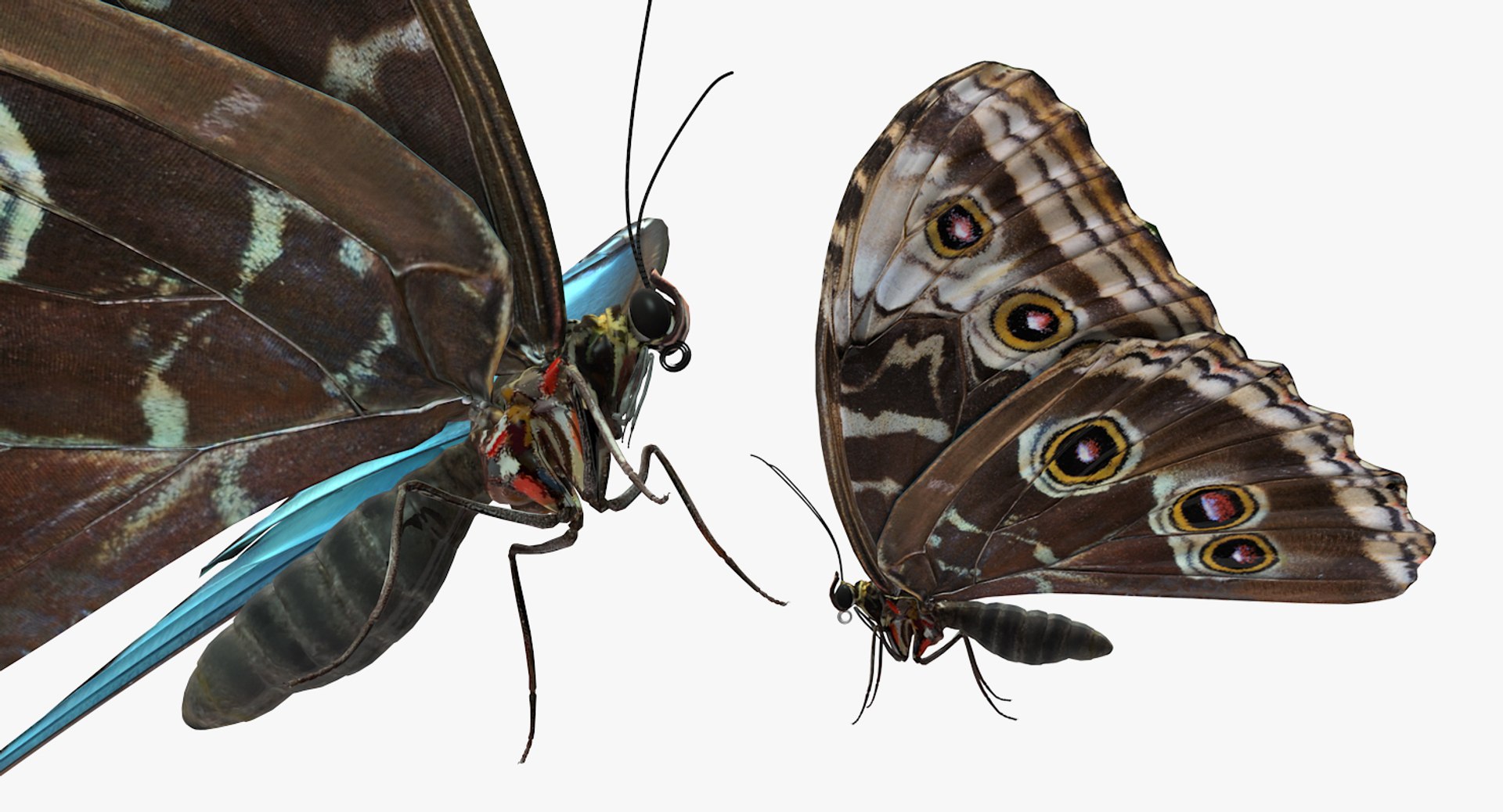 morpho peleides butterfly rigged 3D model https://p.turbosquid.com/ts-thumb/e7/dXtQkl/BEJ3Afj2/morphopeleidesbutterflyriggedmayamb3dmodel15/jpg/1498194177/1920x1080/fit_q87/3dd819ca427000184f73bf944c2fb04eab792946/morphopeleidesbutterflyriggedmayamb3dmodel15.jpg