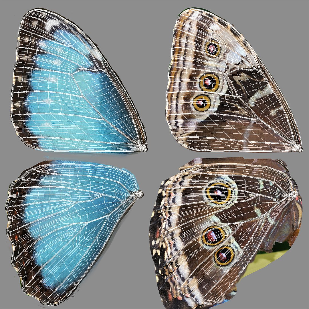morpho peleides butterfly rigged 3D model https://p.turbosquid.com/ts-thumb/e7/dXtQkl/Ih5KbJ8O/morphopeleidesbutterflyriggedmayamb3dmodel22/jpg/1498194178/1920x1080/fit_q87/e615c70b5549d0977a67cf9a8a96a42c0993f3f1/morphopeleidesbutterflyriggedmayamb3dmodel22.jpg