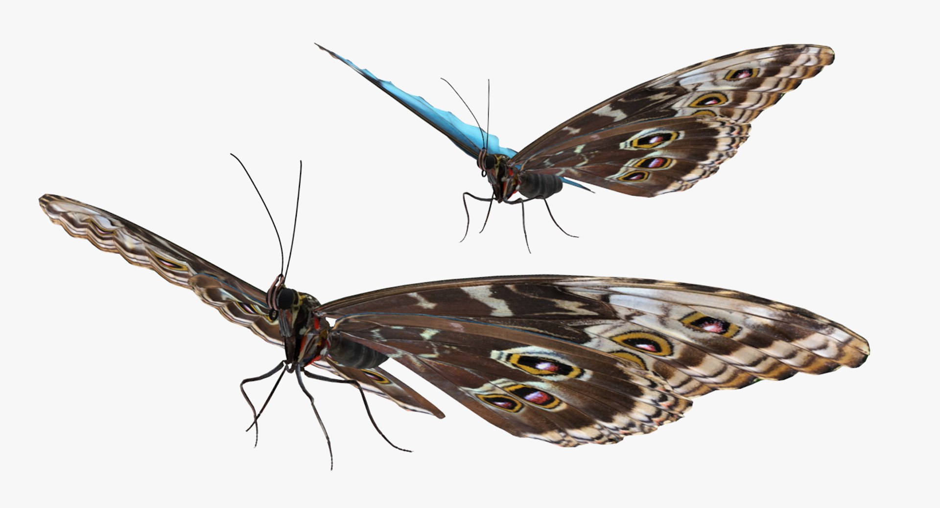 morpho peleides butterfly rigged 3D model https://p.turbosquid.com/ts-thumb/e7/dXtQkl/It64XpZg/morphopeleidesbutterflyriggedmayamb3dmodel05/jpg/1498194176/1920x1080/fit_q87/67cc23e32381a2626704d79082f2f859427c3333/morphopeleidesbutterflyriggedmayamb3dmodel05.jpg
