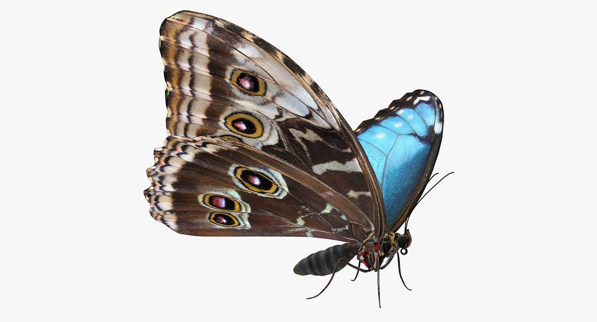 Morpho Peleides Butterfly Rigged for Maya 3D model preview
