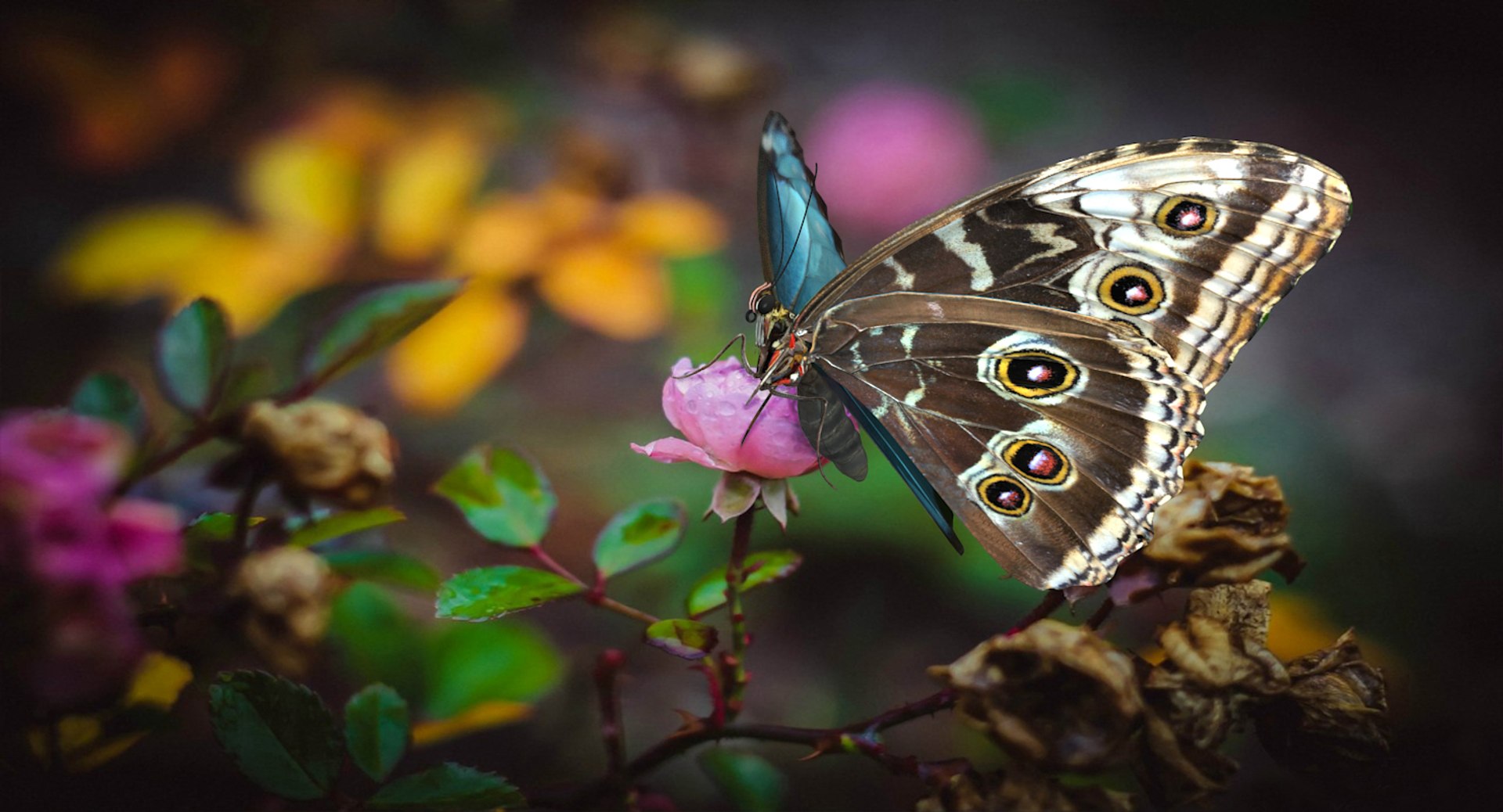 morpho peleides butterfly rigged 3D model https://p.turbosquid.com/ts-thumb/e7/dXtQkl/VtalVBXe/morphopeleidesbutterflyriggedmayamb3dmodel02/jpg/1498194176/1920x1080/fit_q87/26d6459af2801f58fd251b0a5efdfc6d89923469/morphopeleidesbutterflyriggedmayamb3dmodel02.jpg