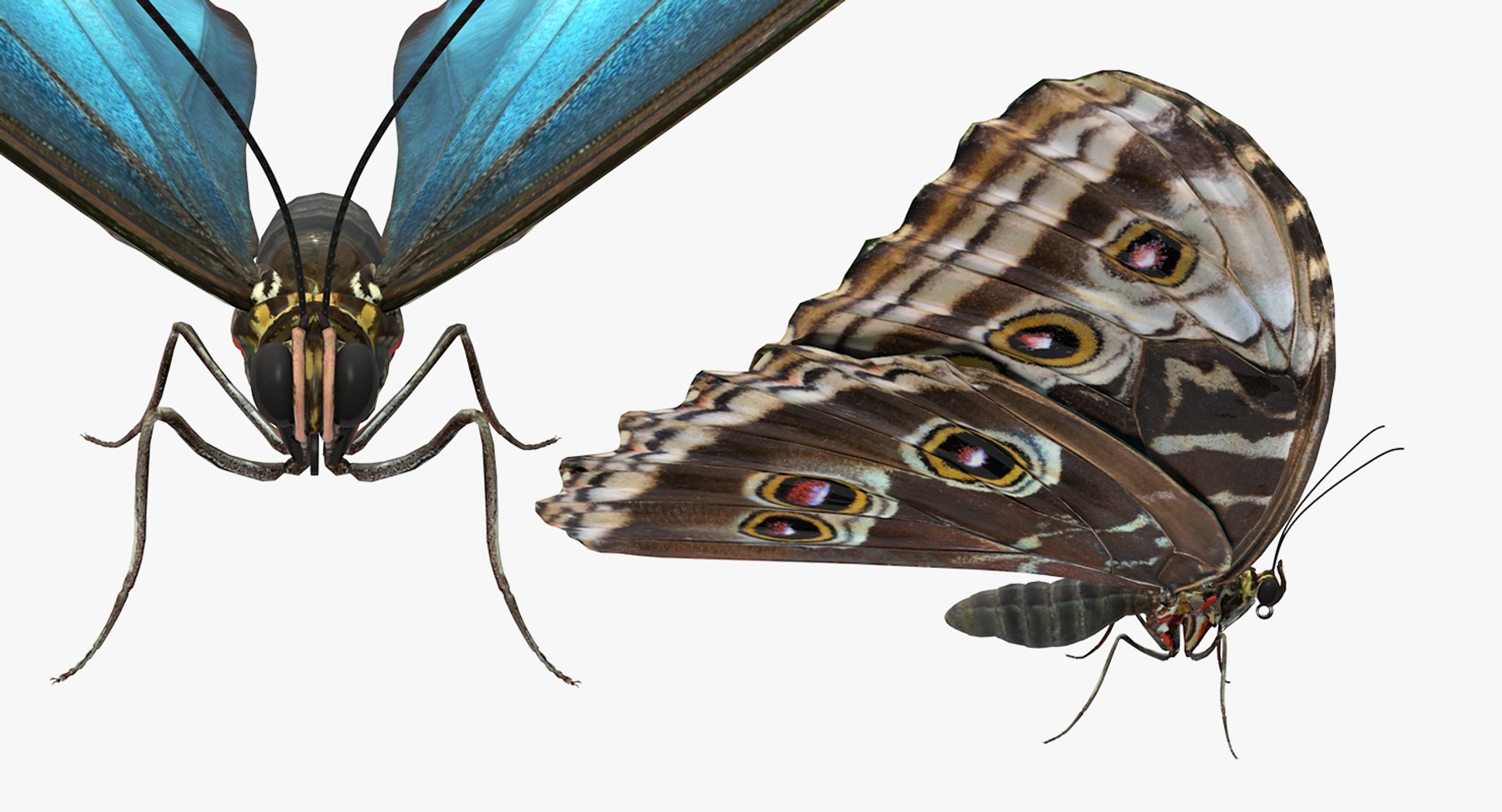 morpho peleides butterfly rigged 3D model https://p.turbosquid.com/ts-thumb/e7/dXtQkl/poLB1L9L/morphopeleidesbutterflyriggedmayamb3dmodel11/jpg/1498194177/1920x1080/fit_q87/8800ef2831ca9cf5a34d02acbb32d82a890d6f2a/morphopeleidesbutterflyriggedmayamb3dmodel11.jpg
