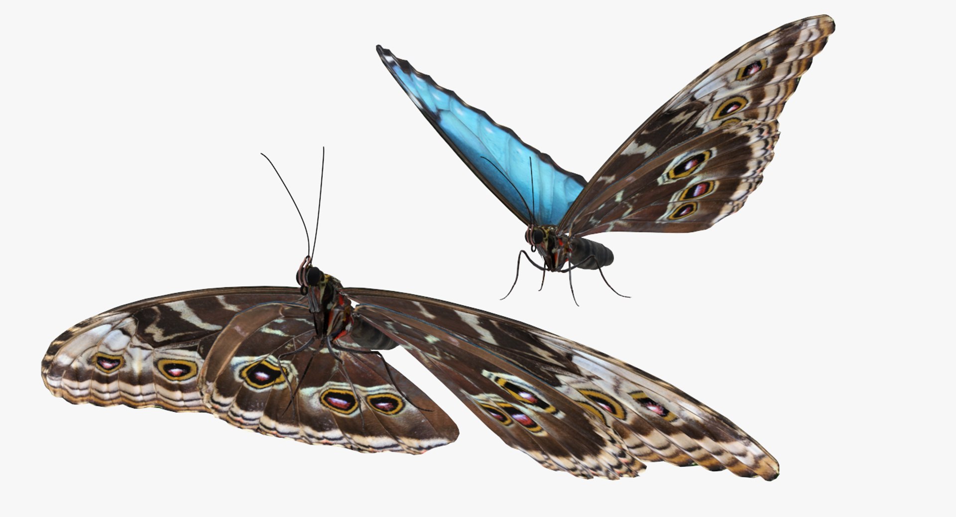 morpho peleides butterfly rigged 3D model https://p.turbosquid.com/ts-thumb/e7/dXtQkl/prUG2QaZ/morphopeleidesbutterflyriggedmayamb3dmodel04/jpg/1498194176/1920x1080/fit_q87/63d2172be216adec9c79e50128c22828abe78387/morphopeleidesbutterflyriggedmayamb3dmodel04.jpg