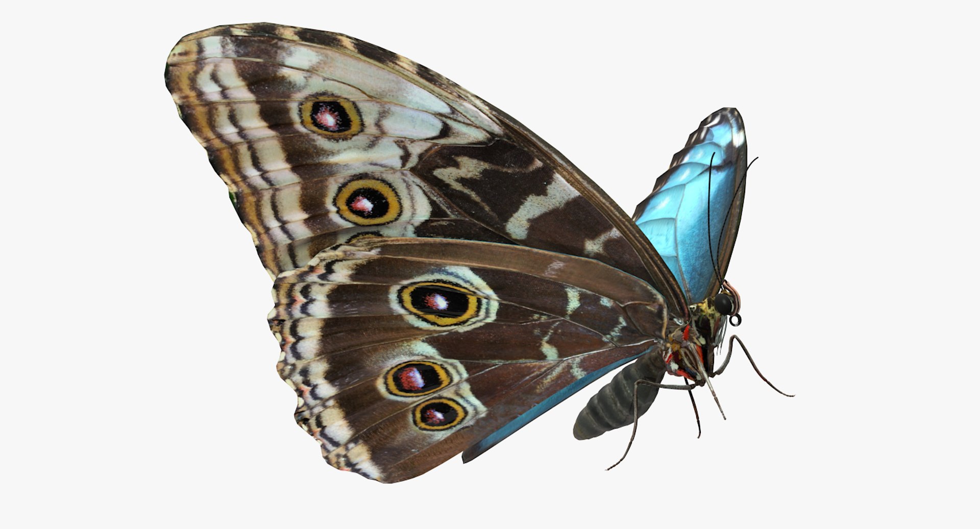 morpho peleides butterfly rigged 3D model https://p.turbosquid.com/ts-thumb/e7/dXtQkl/r5KVQmbN/morphopeleidesbutterflyriggedmayamb3dmodel06/jpg/1498194176/1920x1080/fit_q87/18679e3762cd723f06b1f462ee67652c118c1257/morphopeleidesbutterflyriggedmayamb3dmodel06.jpg