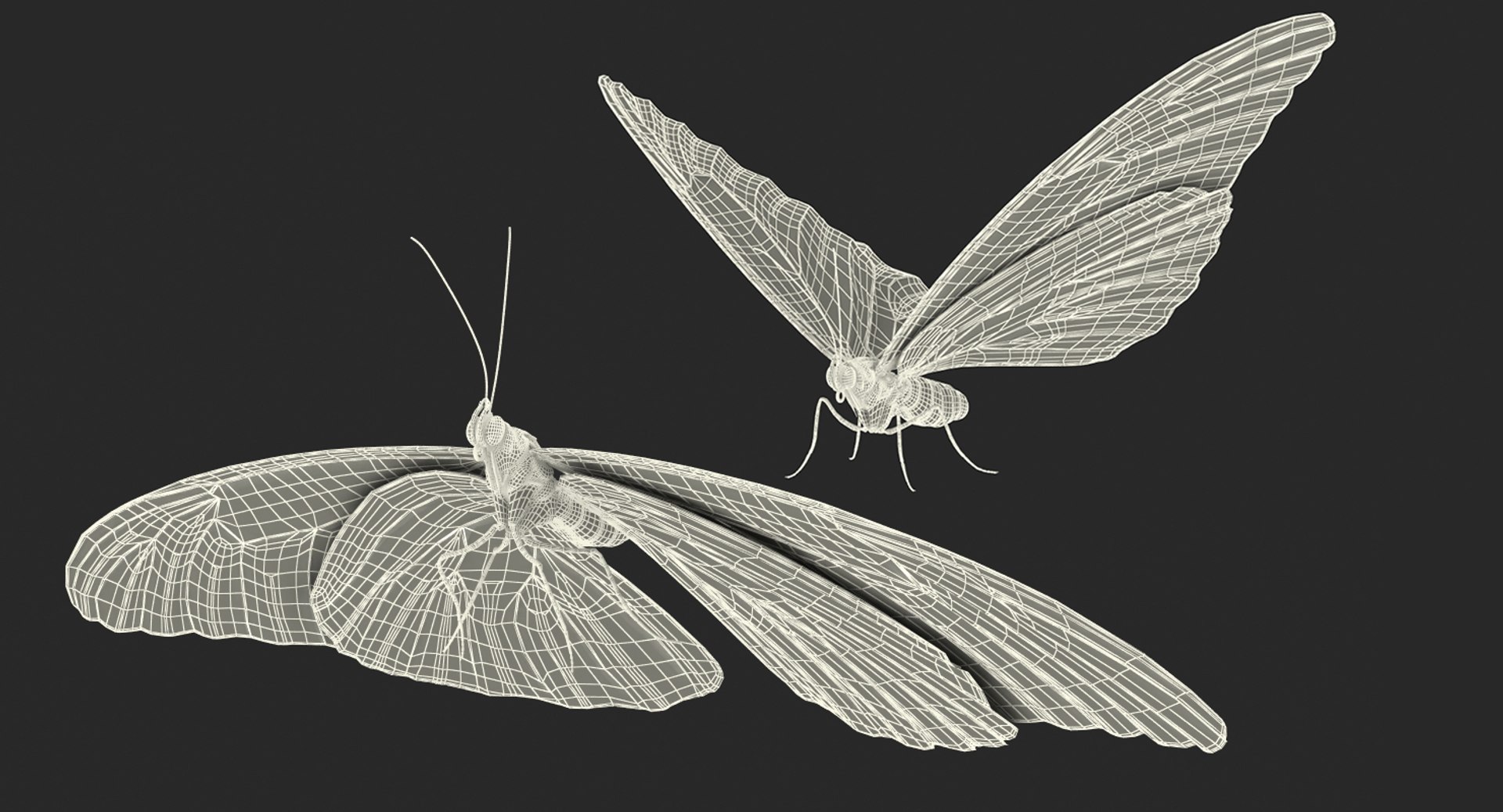 morpho peleides butterfly rigged 3D model https://p.turbosquid.com/ts-thumb/e7/dXtQkl/rbWsohqD/morphopeleidesbutterflyriggedmayamb3dmodel24/jpg/1498194178/1920x1080/fit_q87/2161443f1b67f4f774ea161cd7e28d65e6083be3/morphopeleidesbutterflyriggedmayamb3dmodel24.jpg