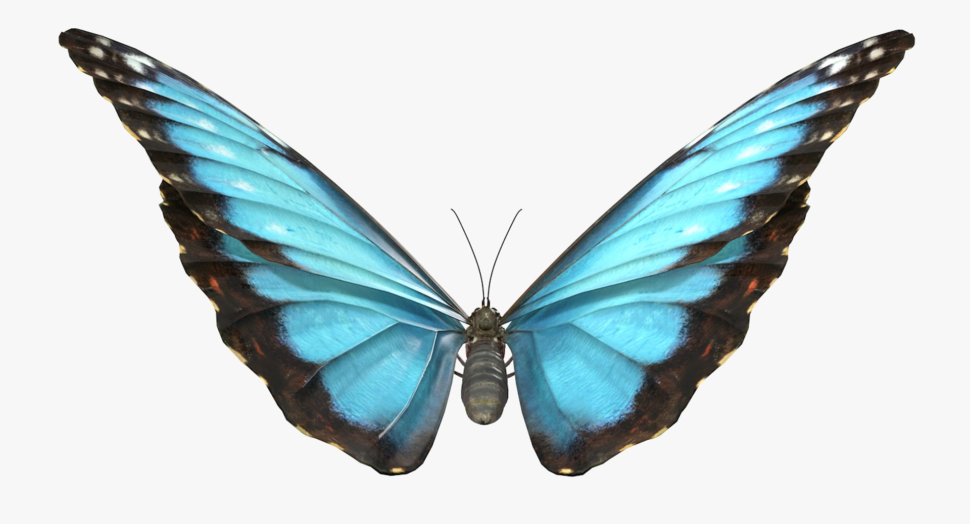 morpho peleides butterfly rigged 3D model https://p.turbosquid.com/ts-thumb/e7/dXtQkl/zNSdkZWk/morphopeleidesbutterflyriggedmayamb3dmodel07/jpg/1498194176/1920x1080/fit_q87/4bee61f0502c1d691176b8db2d7af759566db6fd/morphopeleidesbutterflyriggedmayamb3dmodel07.jpg
