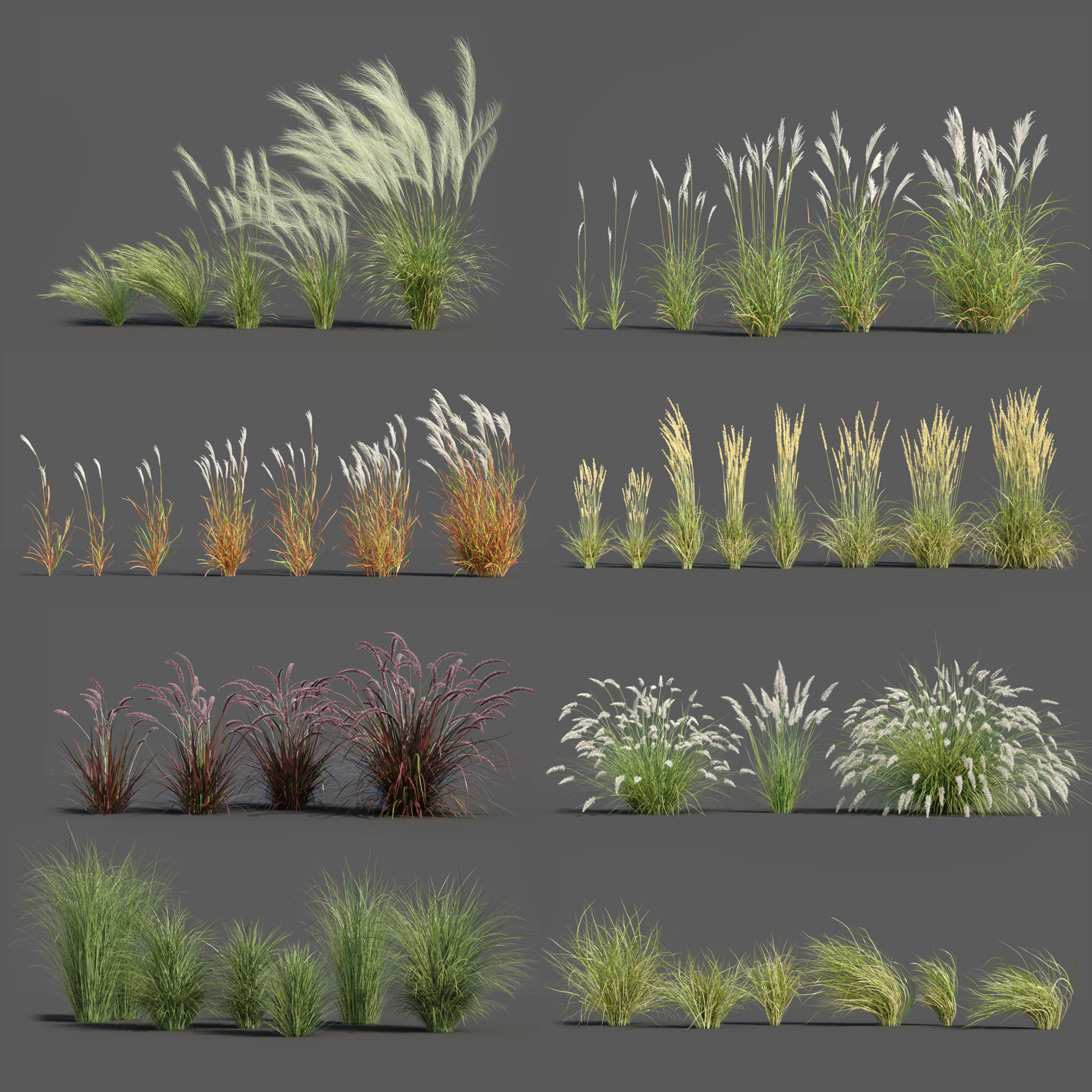3D модель Пакет растений 3: декоративные травы (+ GrowFX) - TurboSquid 1516630