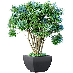 Decorative garden Money tree in a modern potted flowerpot 3D model