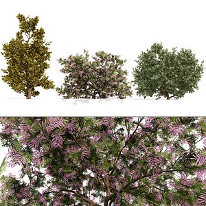 Tamarix Aphylla Trees and Flowering Shrubs