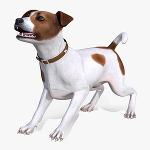 3D spotted jack russell terrier