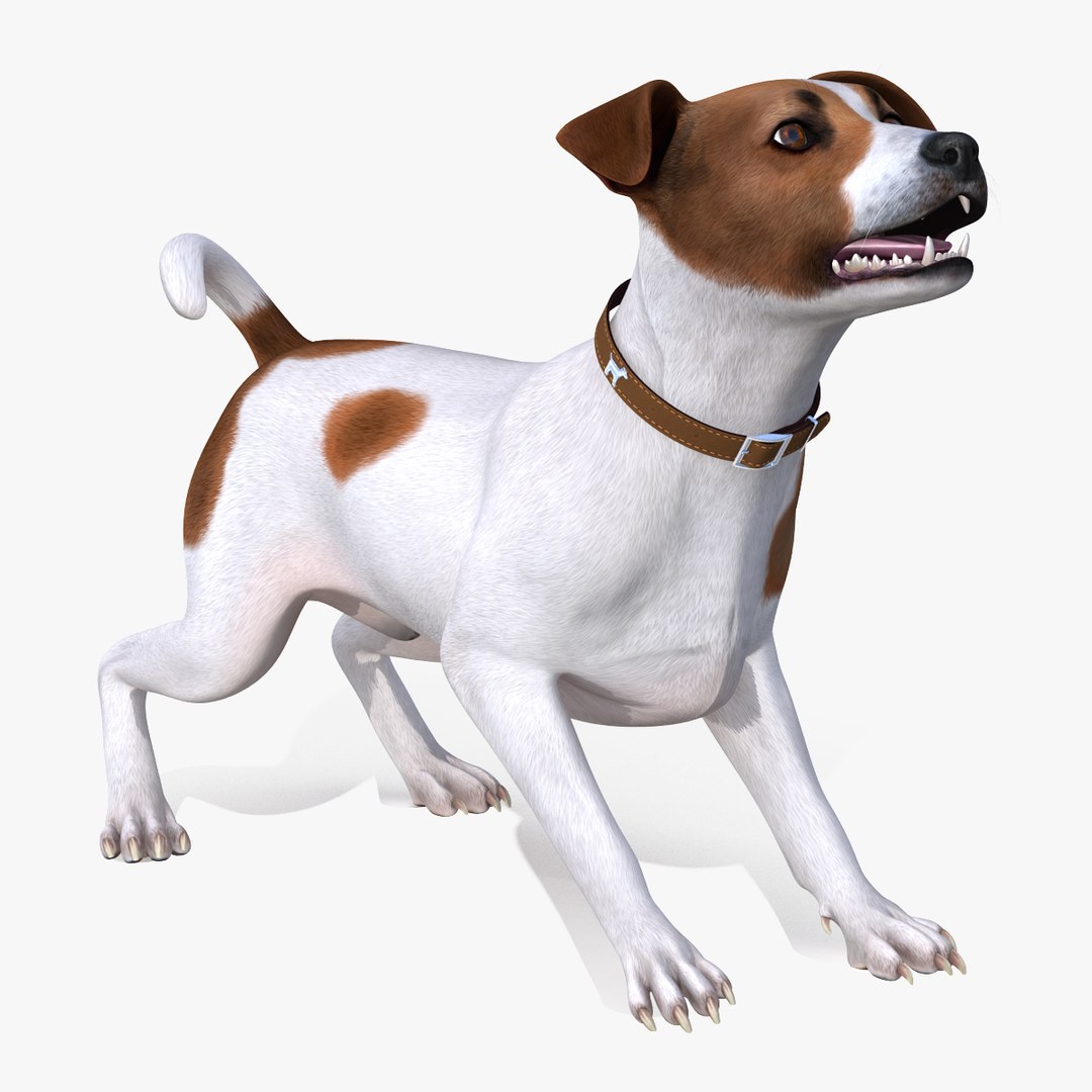 Spotted Jack Russell Terrier Rigged for Cinema 4D 3D model preview