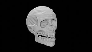 3D Skull