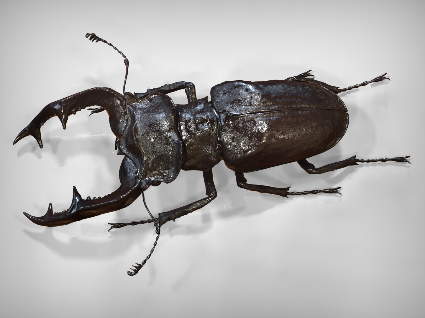 3d Stag Beetle Model