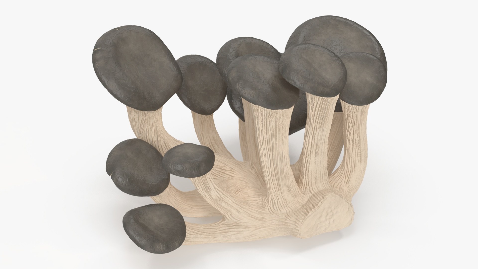 Oyster 3D model preview