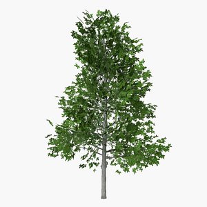 3D liquidambar summer