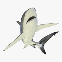 Dusky Shark Rigged 3D Model