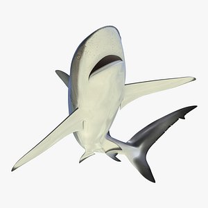 Dusky Shark Rigged 3D Model