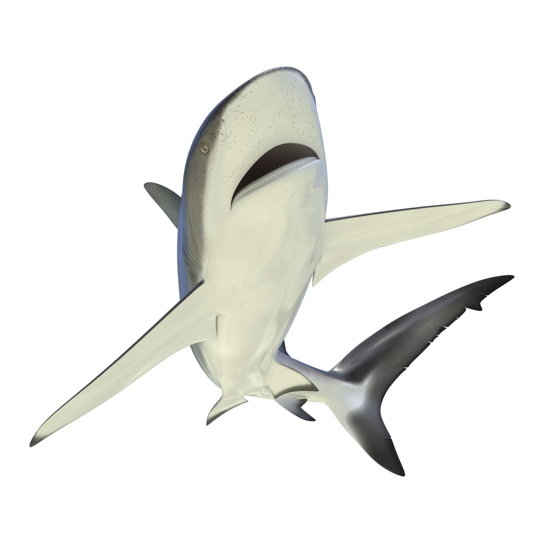 Dusky Shark Rigged 3D Model 3D model preview