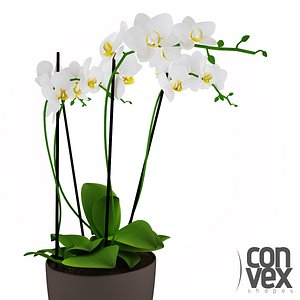 Potted Plants 15
