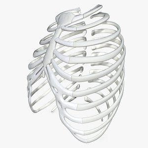 Rib cage without texture 3D model