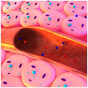 Gas exchange between the blood and the tissues