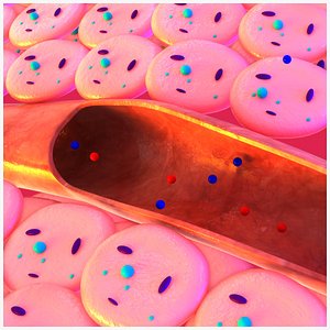 Gas exchange between the blood and the tissues