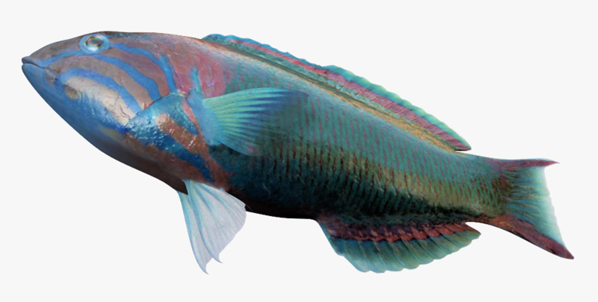 sunset wrasse ma