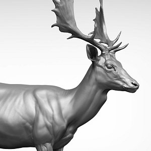 3D model Fallow deer Dama dama Zbrush Sculpture Digital