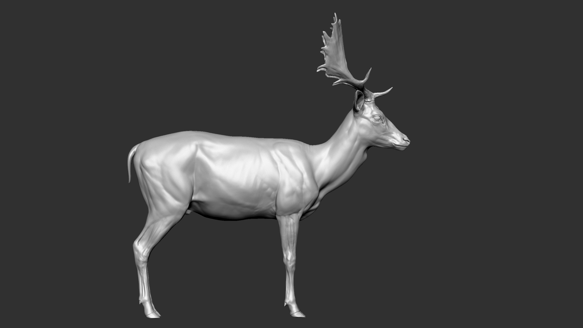 3D model Fallow deer Dama dama Zbrush Sculpture Digital - TurboSquid