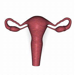 uterus