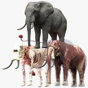 3D model africaElephantAnatomy 3D