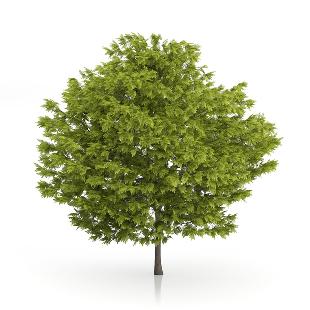 3d honey locust tree gleditsia https://p.turbosquid.com/ts-thumb/e9/R5IO3X/EeJAIrGy/09acopy/jpg/1416904685/1920x1080/fit_q87/a961bbcab862a4d06c468a1b8afcf7699d5b8951/09acopy.jpg