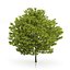 3d honey locust tree gleditsia