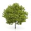 3d honey locust tree gleditsia