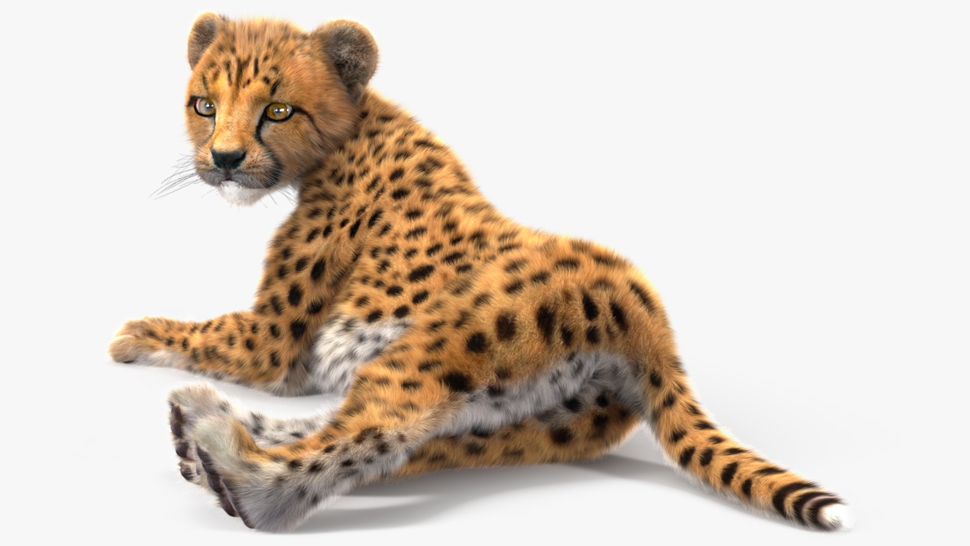 Cheetah Cub Lying Pose Fur for Maya 3D model preview