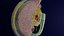 3D Human trilaminar embryo 3 Weeks model