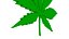 Cannabis Leaf