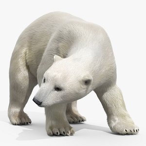 3D model White Polar Bear Eating Fur Animated Rigged For Maya