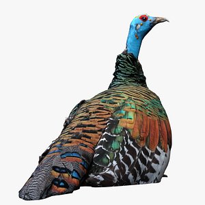 3D turkey model