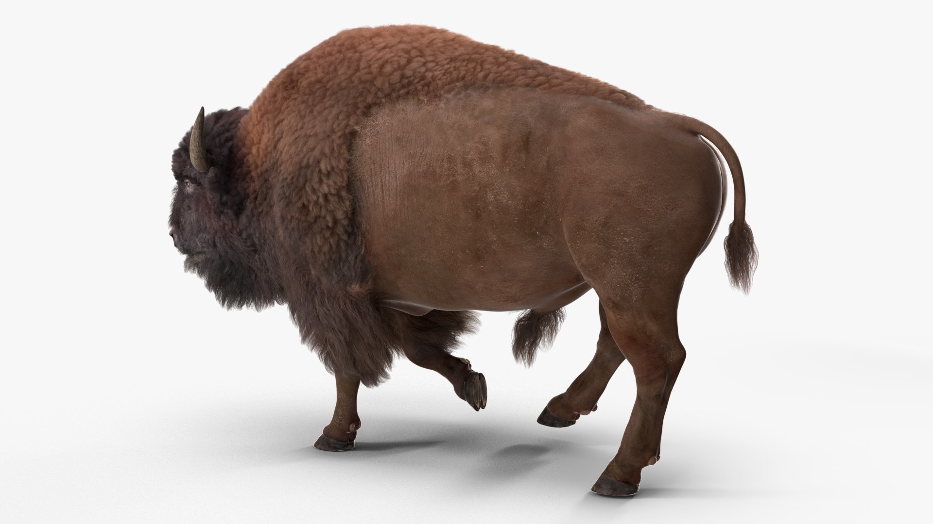 Walking American Bison with Fur 3D model - TurboSquid 2131121