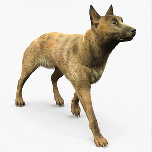 Shepherd Dog Gold Brindle Fur Rigged for Cinema 4D