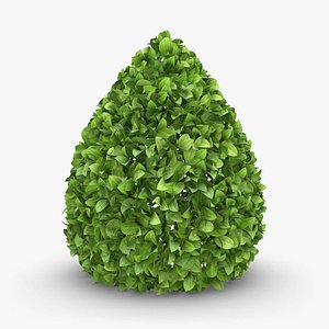 Hedge 03