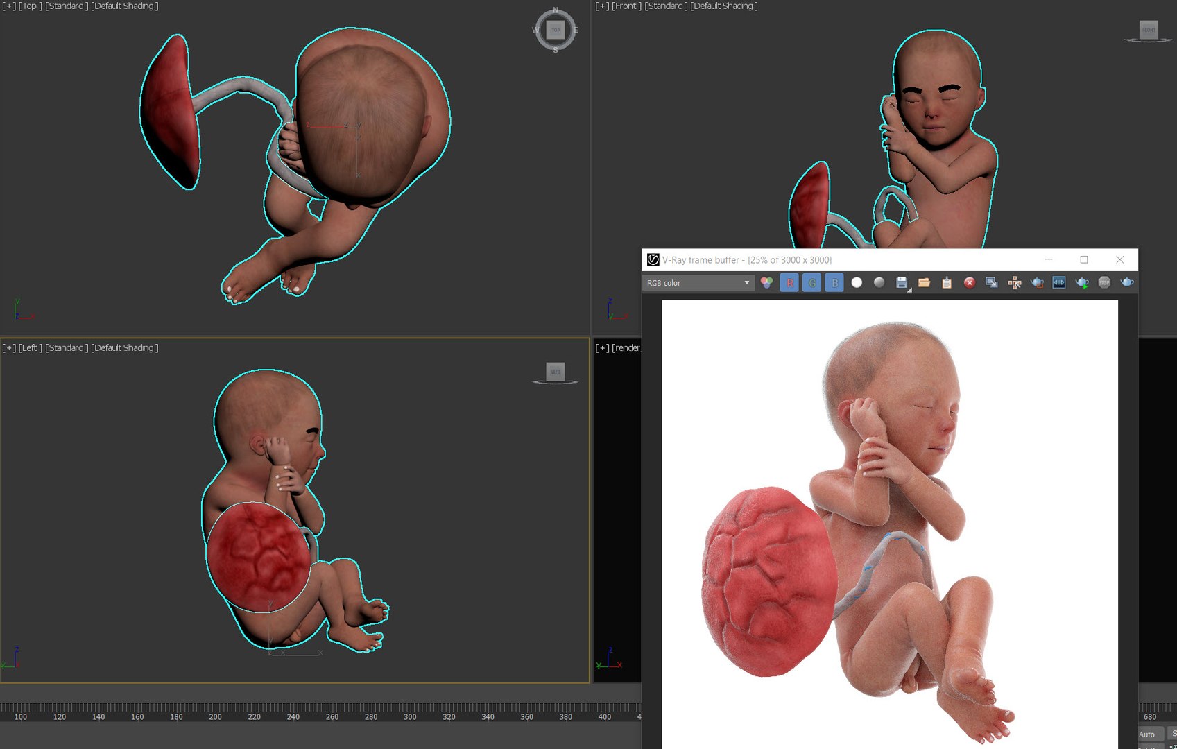 3D Fetus Week 29 Static Model - TurboSquid 1870834