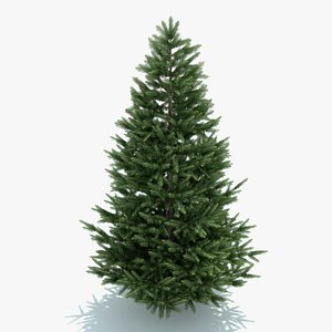 Fir