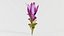 Tulip of Thailand Remastered