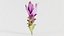 Tulip of Thailand Remastered