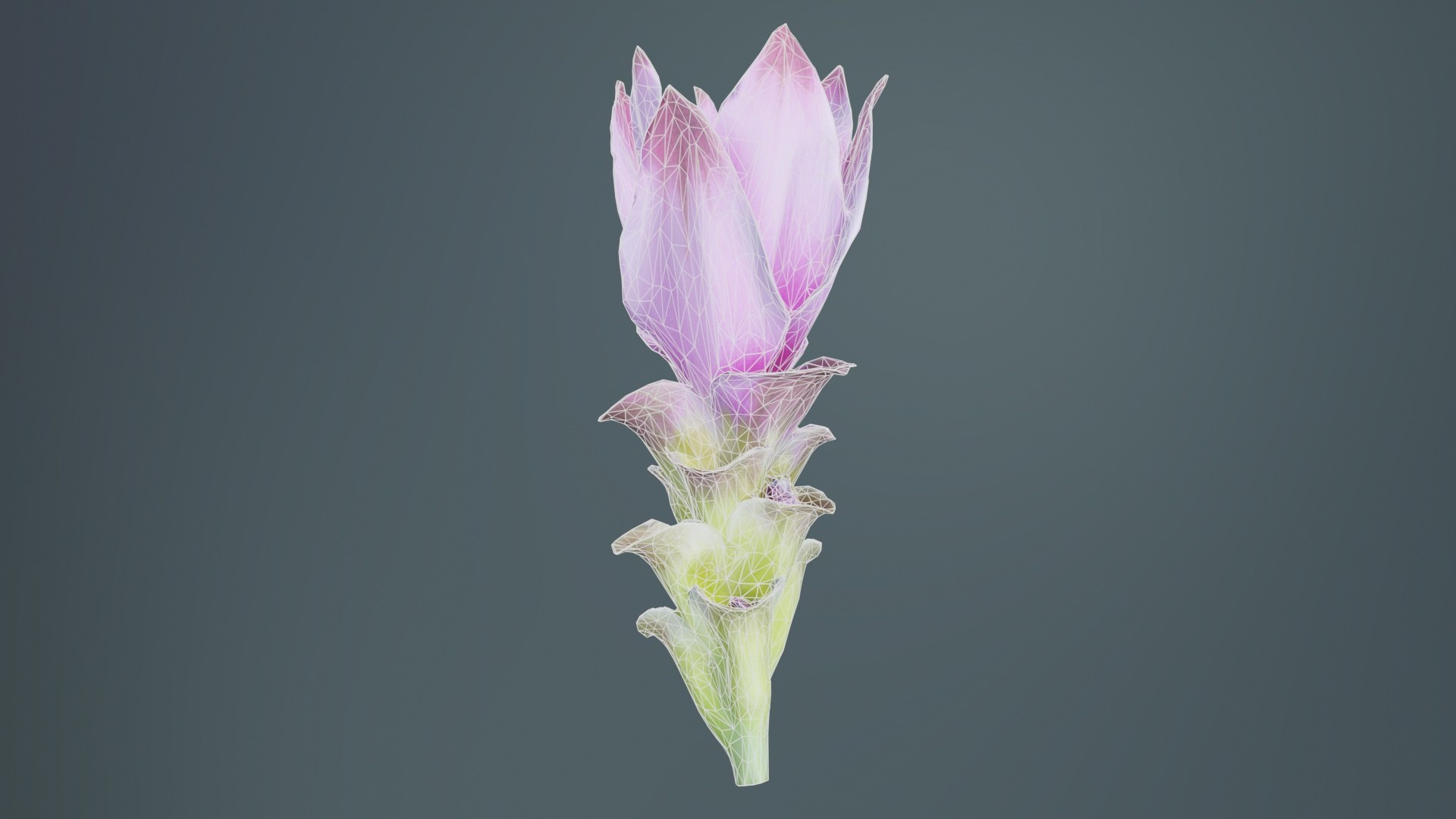 3D Tulip of Thailand Remastered model https://p.turbosquid.com/ts-thumb/eA/LBJktI/e1/tulip_of_thailand_10/jpg/1740379589/1920x1080/fit_q87/f735e2172436e356b6fe7e82fdbe89046302d5f5/tulip_of_thailand_10.jpg