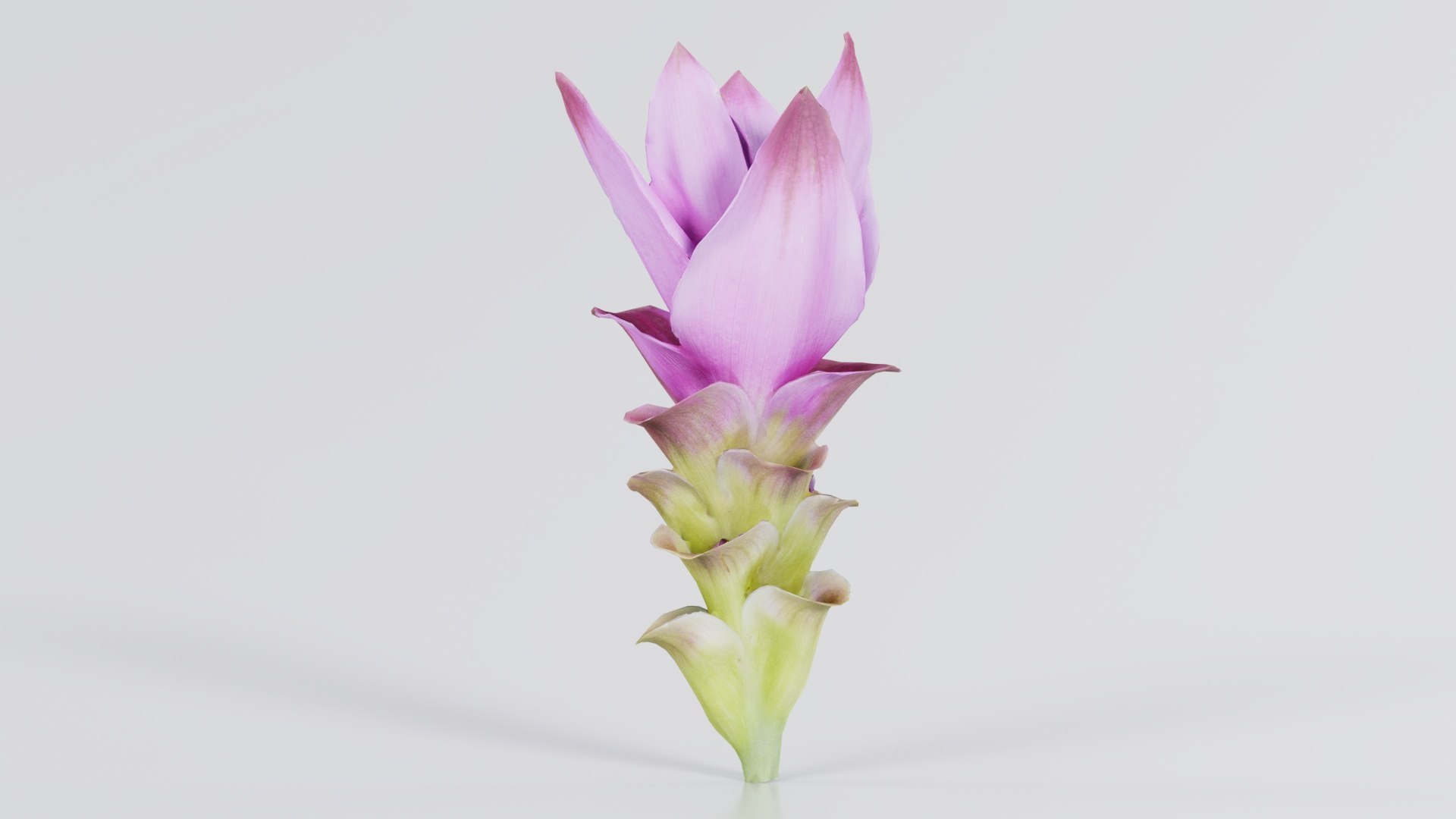 3D Tulip of Thailand Remastered model https://p.turbosquid.com/ts-thumb/eA/LBJktI/pG/tulip_of_thailand_05/jpg/1740379579/1920x1080/fit_q87/c5315b50319929242a785c6603248cc2ffa6417d/tulip_of_thailand_05.jpg