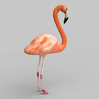Pink Flamingo